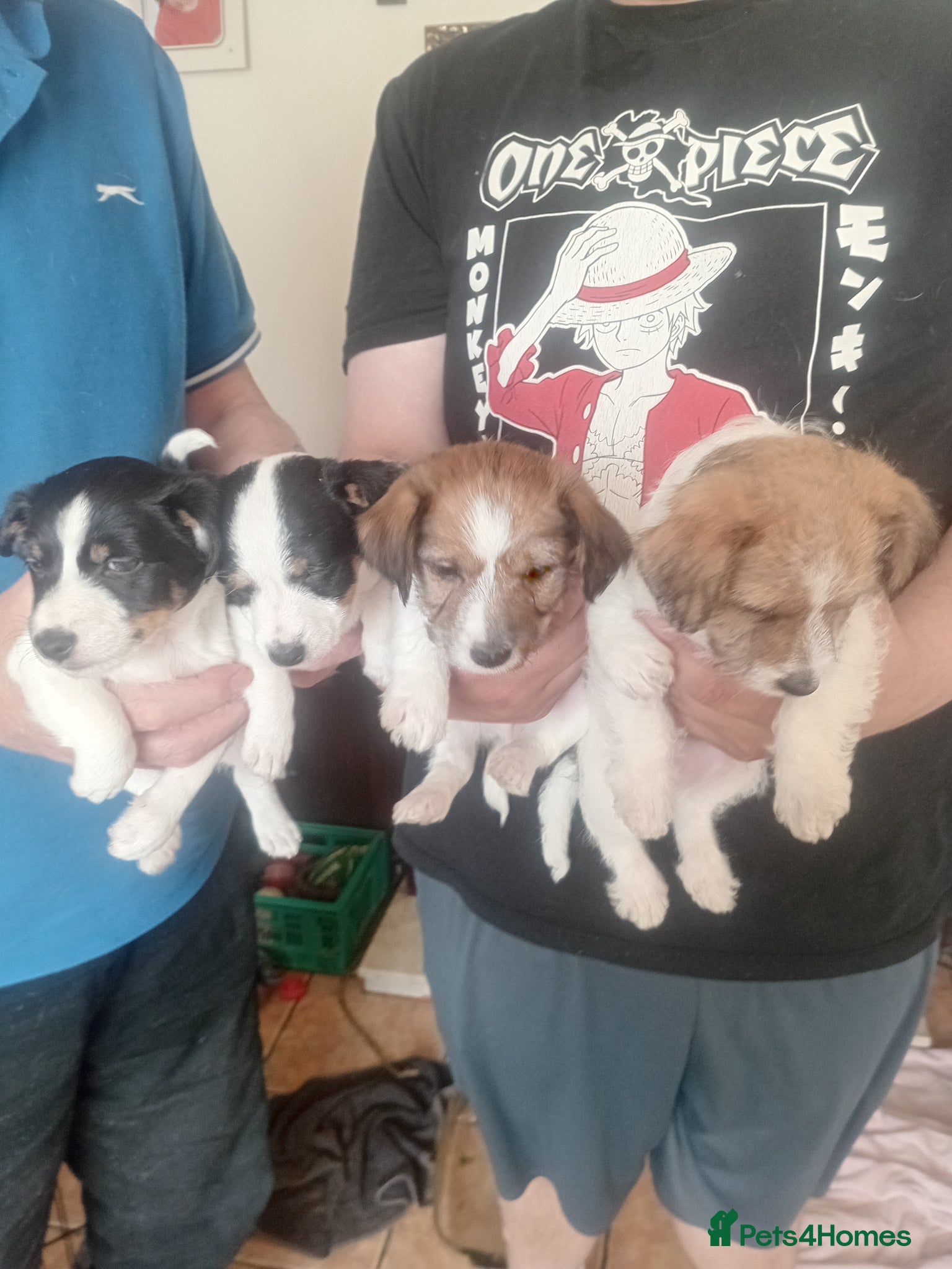 Jack Russell dogs Traditional short legged jack Russells - Advert 2