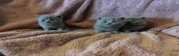 British Shorthair cats for sale: British blue shorthair kittens available 22/10 - Advert 10