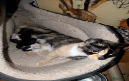 Domestic Shorthair cats for sale: 2 kittens left! - Image 4