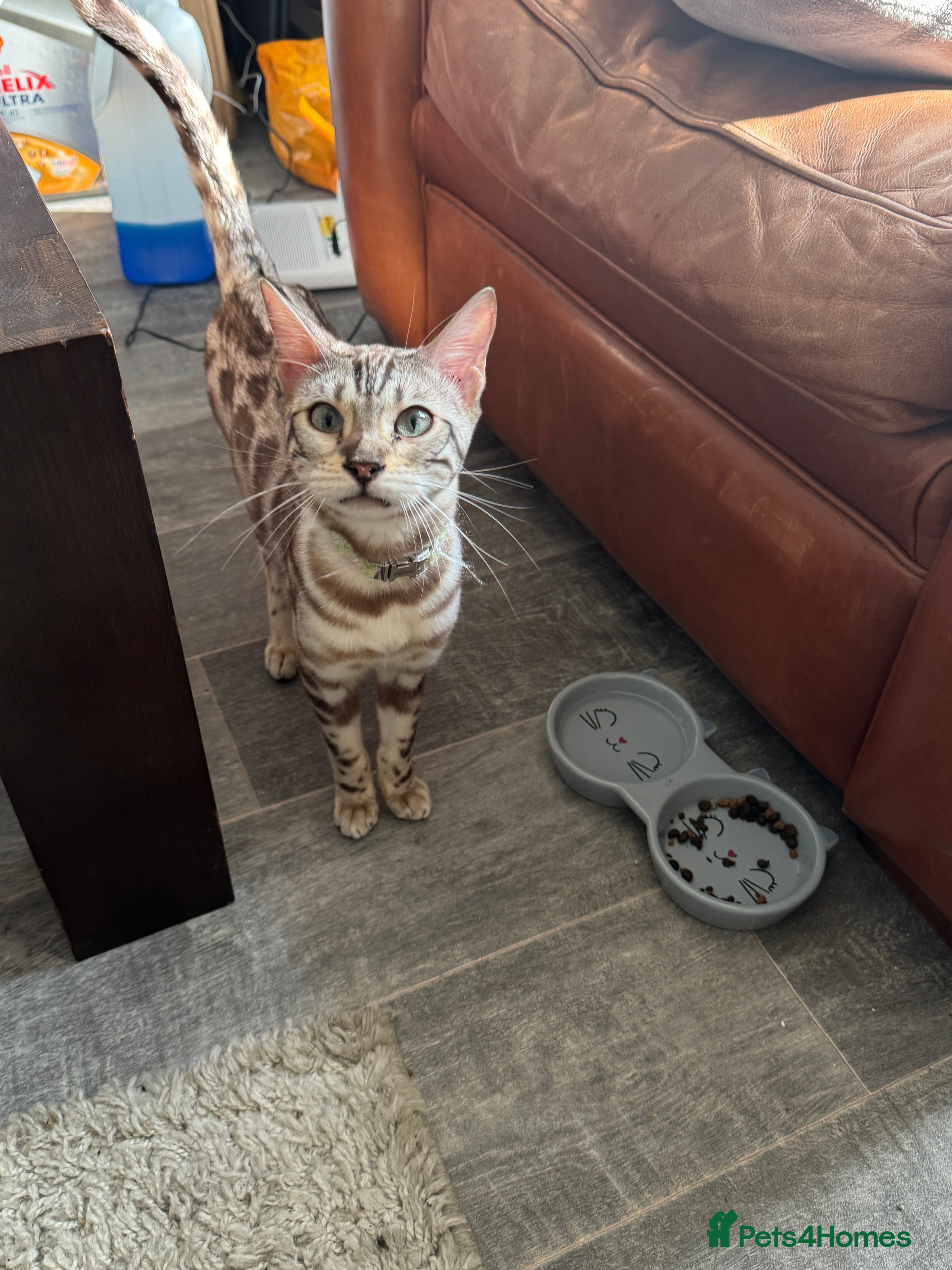 Bengal cats 12 month Bengal Boy - Advert 1