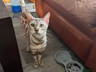 Bengal cats 12 month Bengal Boy - Advert 2