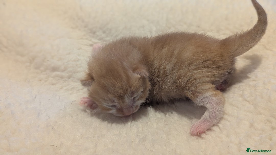 Mixed Breed cats for sale: Beautiful litter of kittens - Image 13