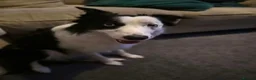 Border Collie dogs for sale: 11 month old boarder collie  - Advert 3