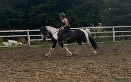 Irish Cob horses for sale: 14hh 6 year old gelding cob - Image 7