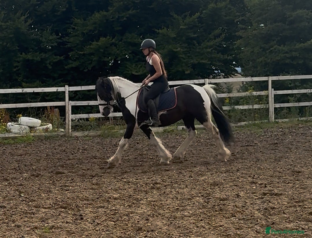 Irish Cob horses for sale: 14hh 6 year old gelding cob - Image 7