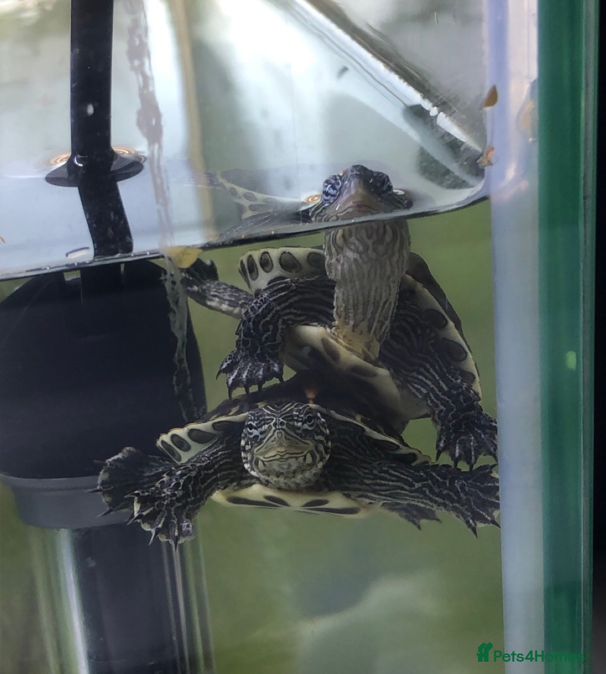 Terrapin reptiles 🐢 Two Terrapins For Sale (Tank Included) - Advert 1