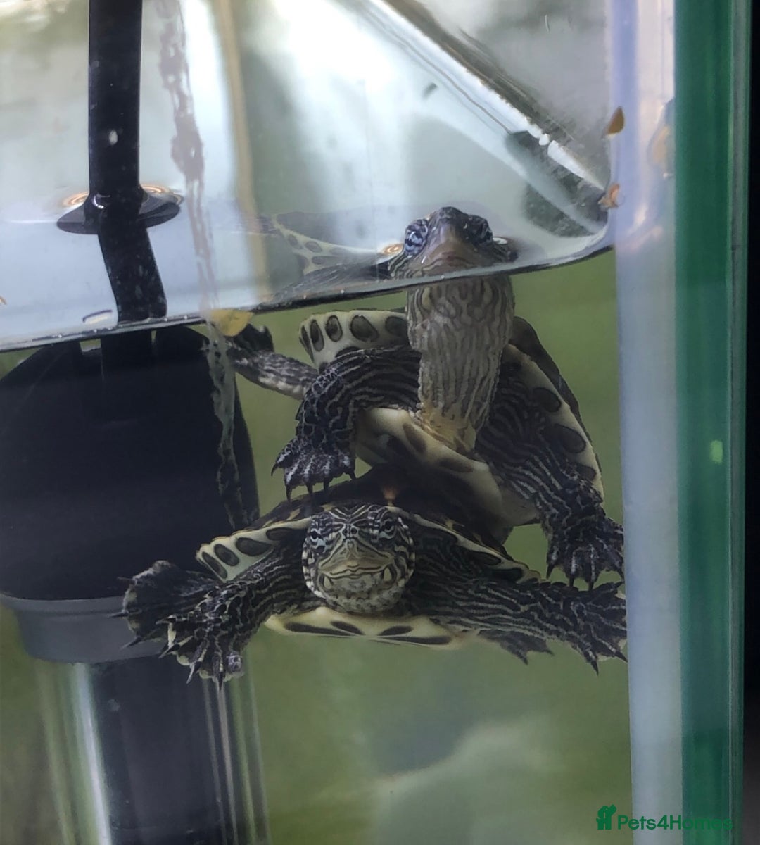 Terrapin reptiles for sale: 🐢 Two Terrapins For Sale (Tank Included) - Advert 1