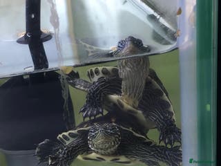 Terrapin reptiles 🐢 Two Terrapins For Sale (Tank Included) - Advert 1