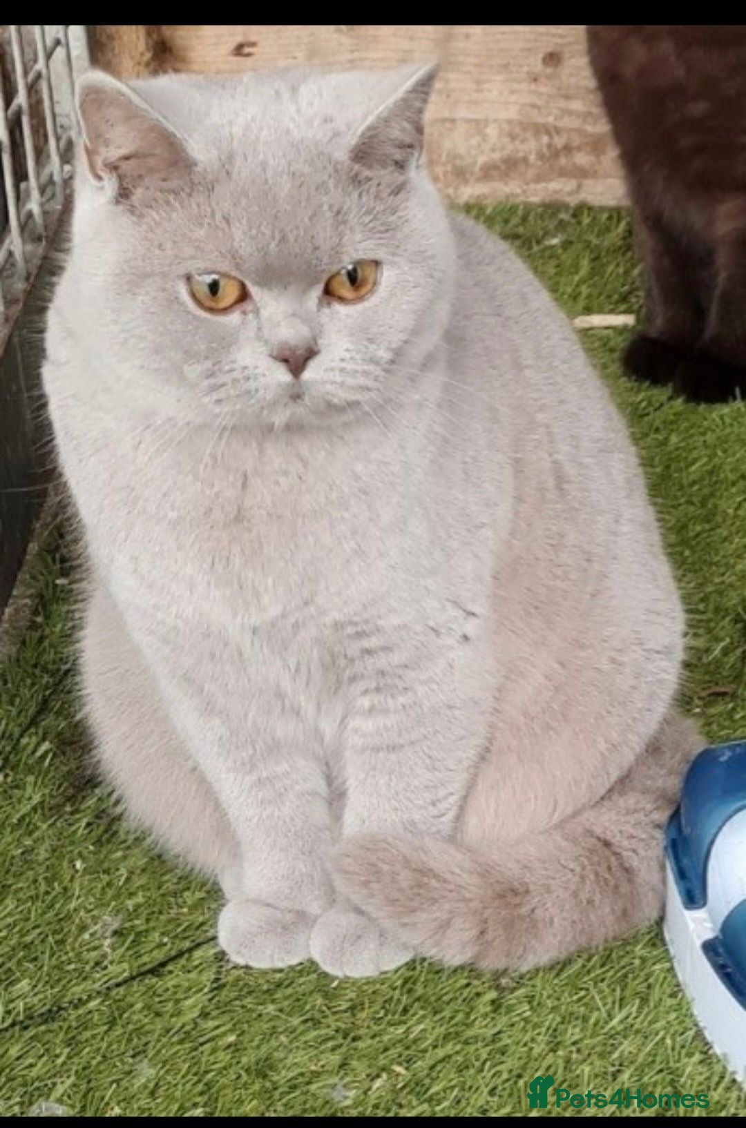 British Shorthair cats Gorgeous British Shorthair girls - Advert 1