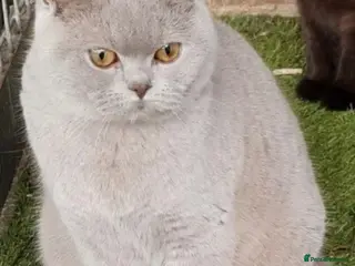 British Shorthair cats Gorgeous British Shorthair girls - Advert 1