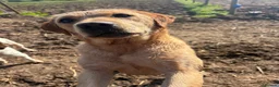 Labrador Retriever dogs for sale: Kc reg health tested Labrador pups  in Bideford - Advert 18