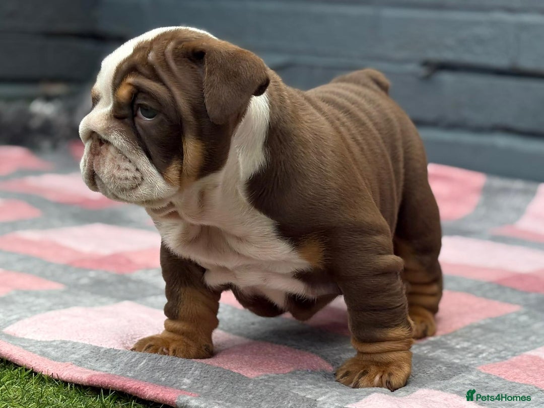 English Bulldog dogs for sale: Exceptional English Bulldog Puppies - Image 27