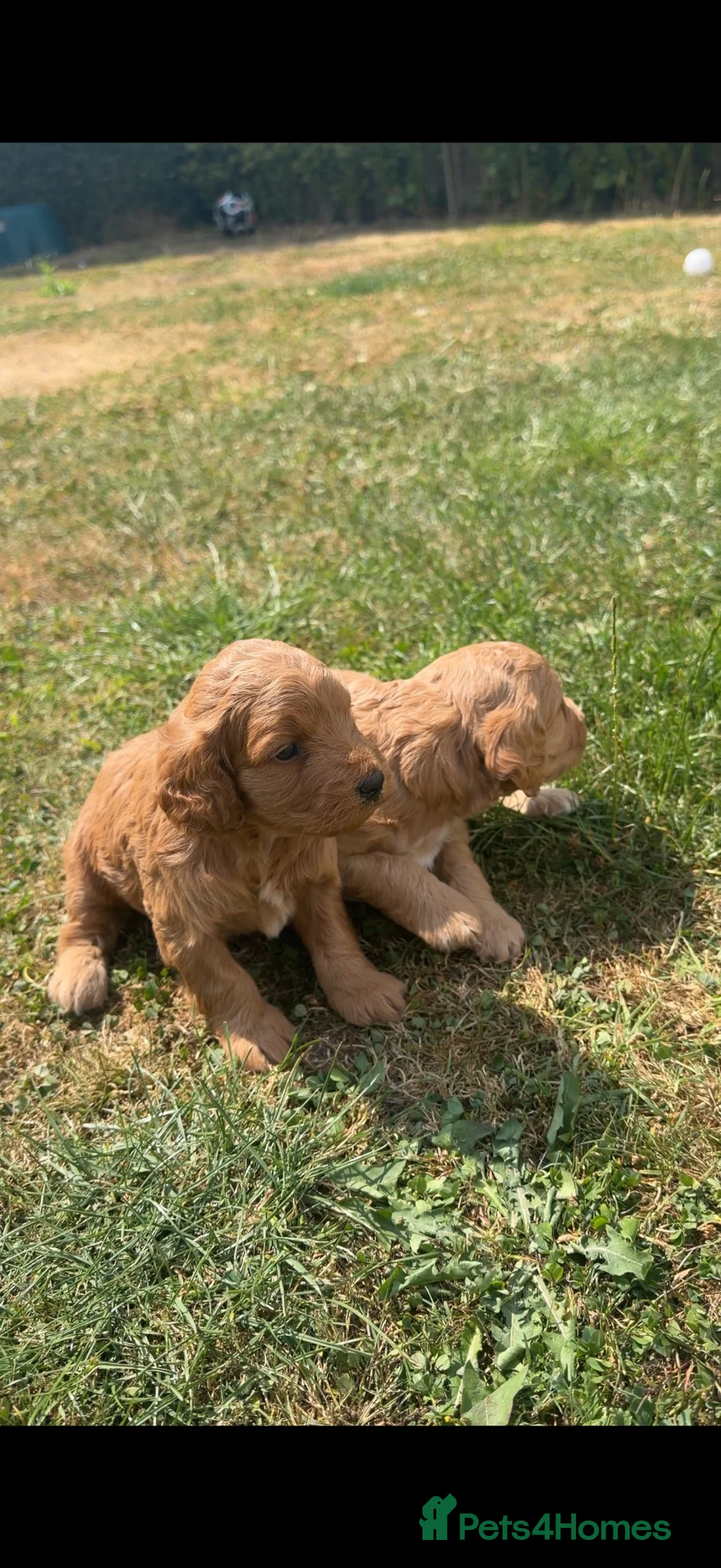 Cockapoo dogs for sale: Beautiful Cockapoo Puppies - Advert 1