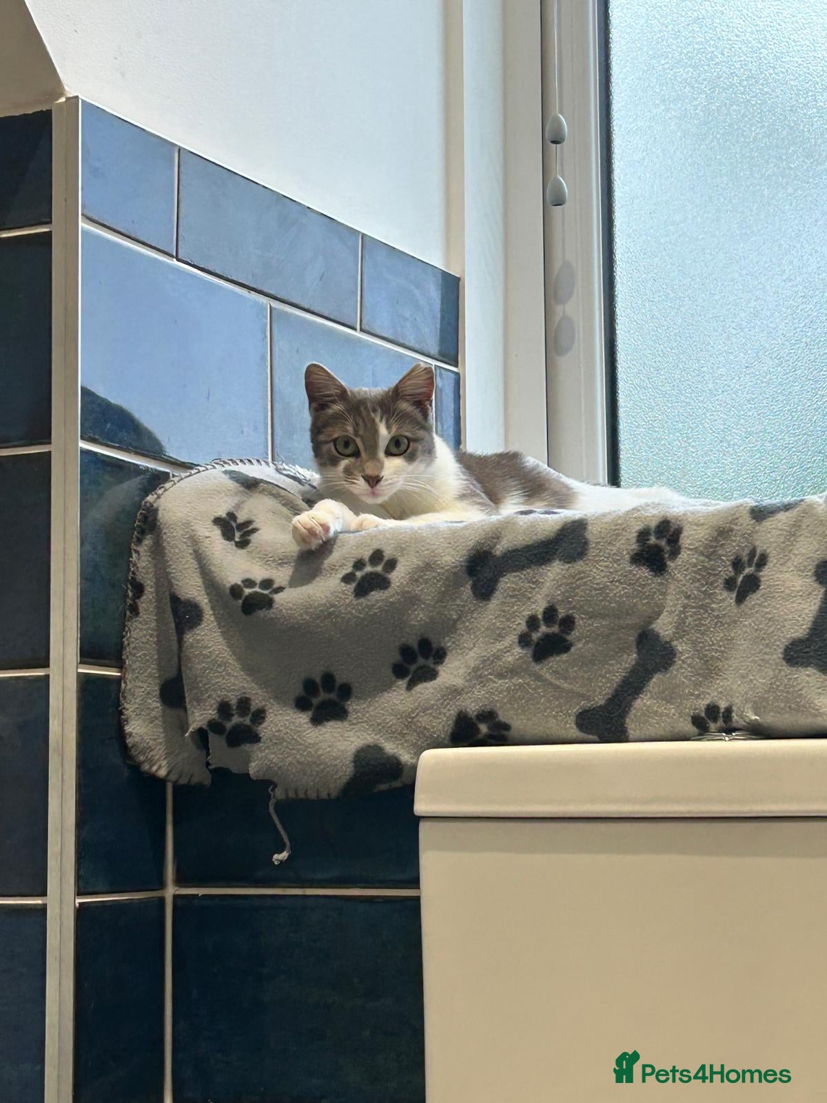 Mixed Breed cats for adoption: Zuza full of love and mischief in Beauly - Advert 2