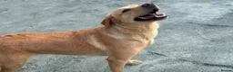 Labrador Retriever dogs for sale: KC REGISTERED LABRADOR PUPPIES - Advert 3