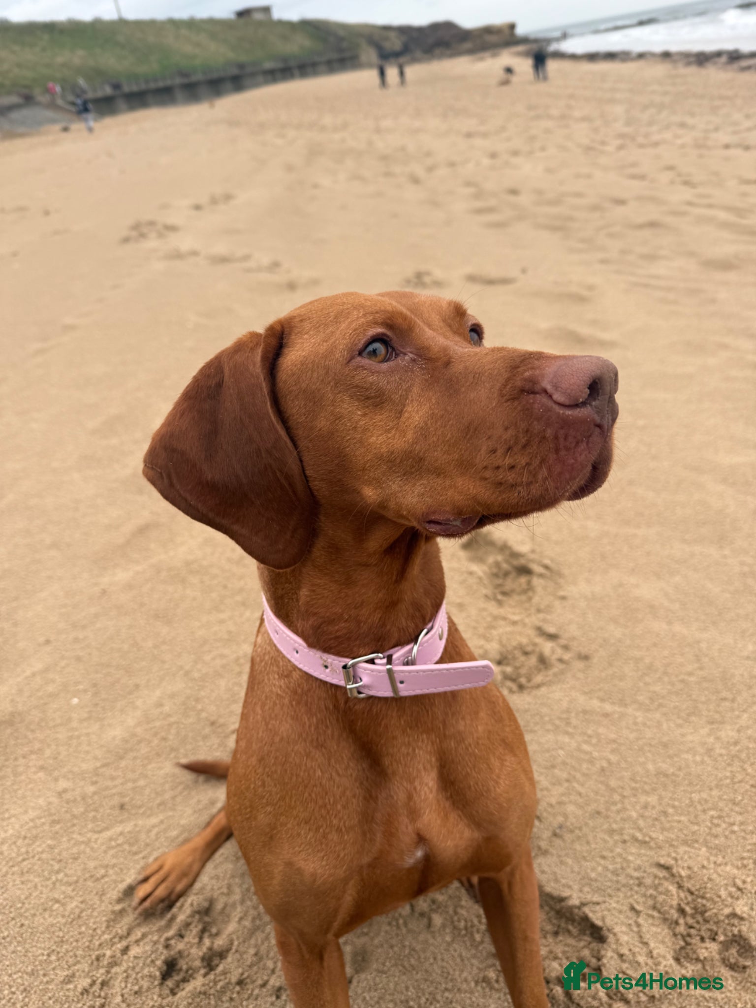 Hungarian Vizsla dogs KC Registered Hungarian Viszla litter  - Advert 11
