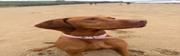 Hungarian Vizsla dogs for sale: KC Registered Hungarian Viszla litter  - Advert 3
