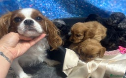 Cavapoo dogs for sale: F1 cavapoo puppies 🐶 🩵💜 - Image 22