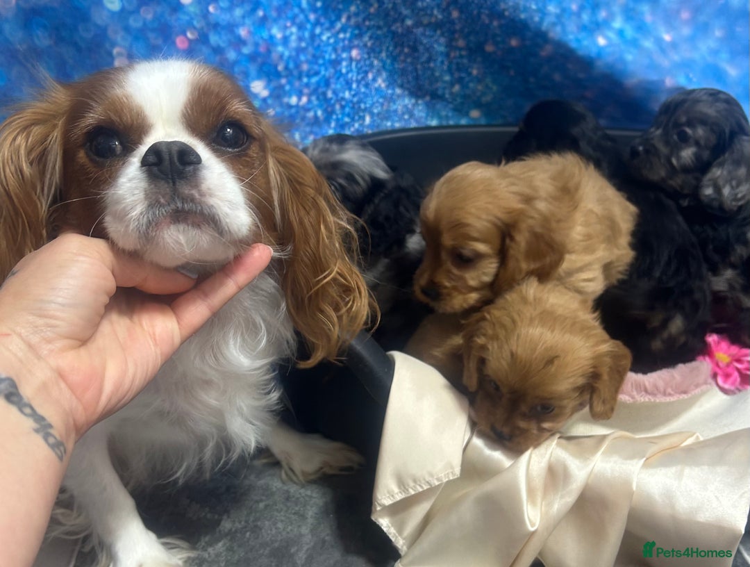 Cavapoo dogs for sale: F1 cavapoo puppies 🐶 🩵💜 - Image 22