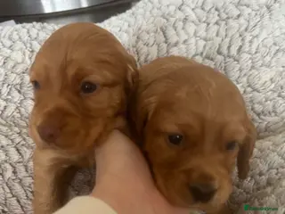 Cocker Spaniel dogs Beautiful KC Reg. Working Cocker Spaniels - Advert 18