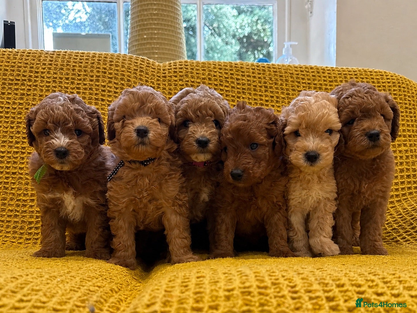 Mini Goldendoodle dogs Small sized Goldendoodle - females only available  - Advert 2