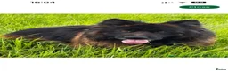 German Shepherd dogs for sale: Beautiful German shepherd pups KC registered  - Advert 9