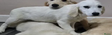 Golden Retriever 4