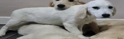 Golden Retriever dogs for sale: Golden retriever pups looking for new home - Advert 2