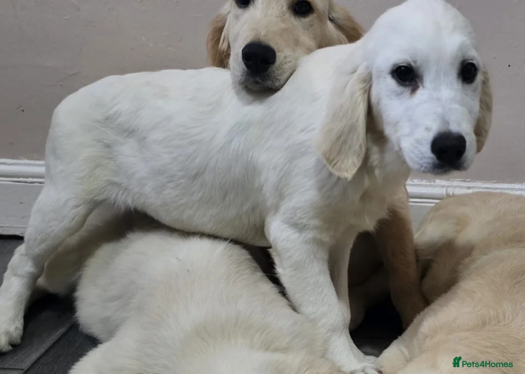 Golden Retriever dogs for sale: Golden retriever pups looking for new home - Advert 2