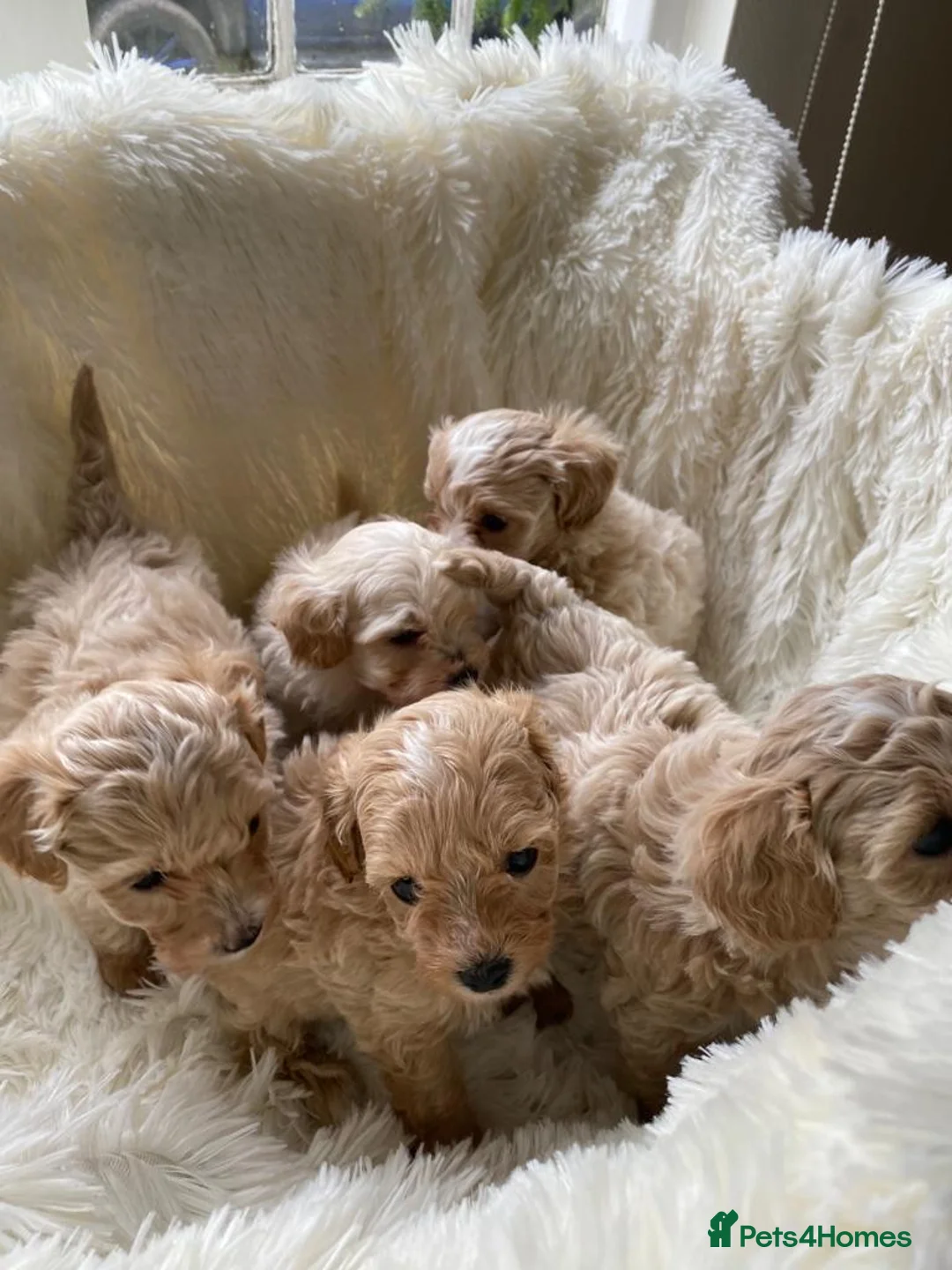 Toy Poodle dogs for stud: 🌹 RED TOY POODLE 9 INCH 2.8 KG HEALTH TESTED 🌹 in Romford - Advert 20