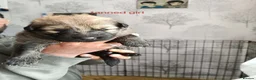 German Shepherd dogs for sale: White & Tan Puppies For Sale  - Advert 2