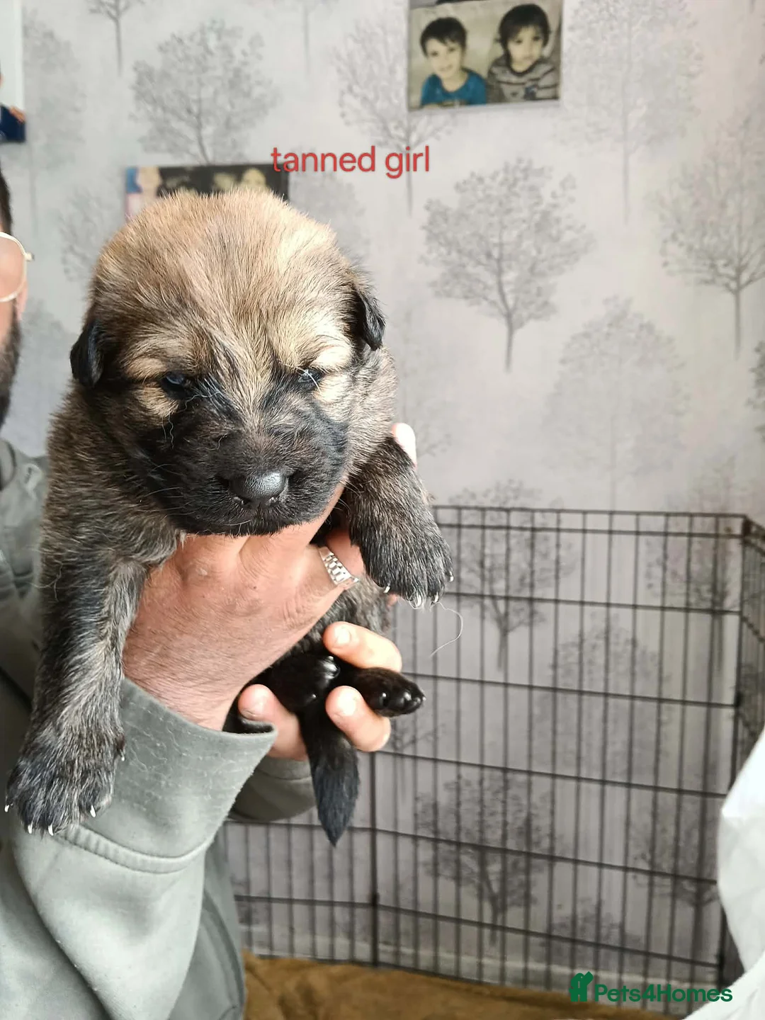 German Shepherd dogs for sale: White & Tan Puppies For Sale  - Advert 2