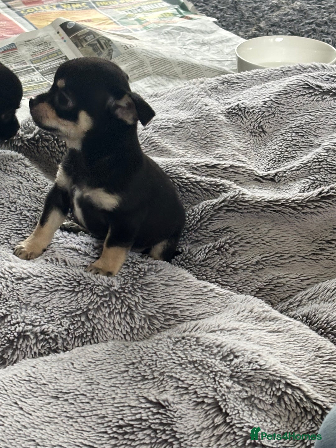 Chihuahua dogs for sale: Chihuahua puppy’s  - Image 5