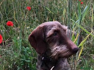 Dachshund dogs in Bristol - Advert 1