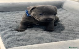 Staffordshire Bull Terrier dogs for sale: Champion sired blue Staffy pups - Image 9
