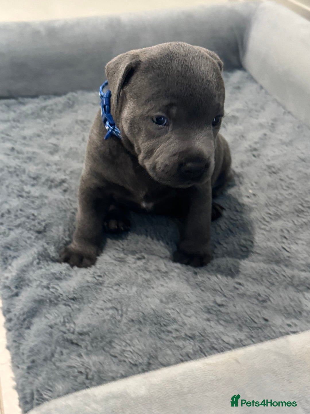 Staffordshire Bull Terrier dogs for sale: Champion sired blue Staffy pups - Image 9