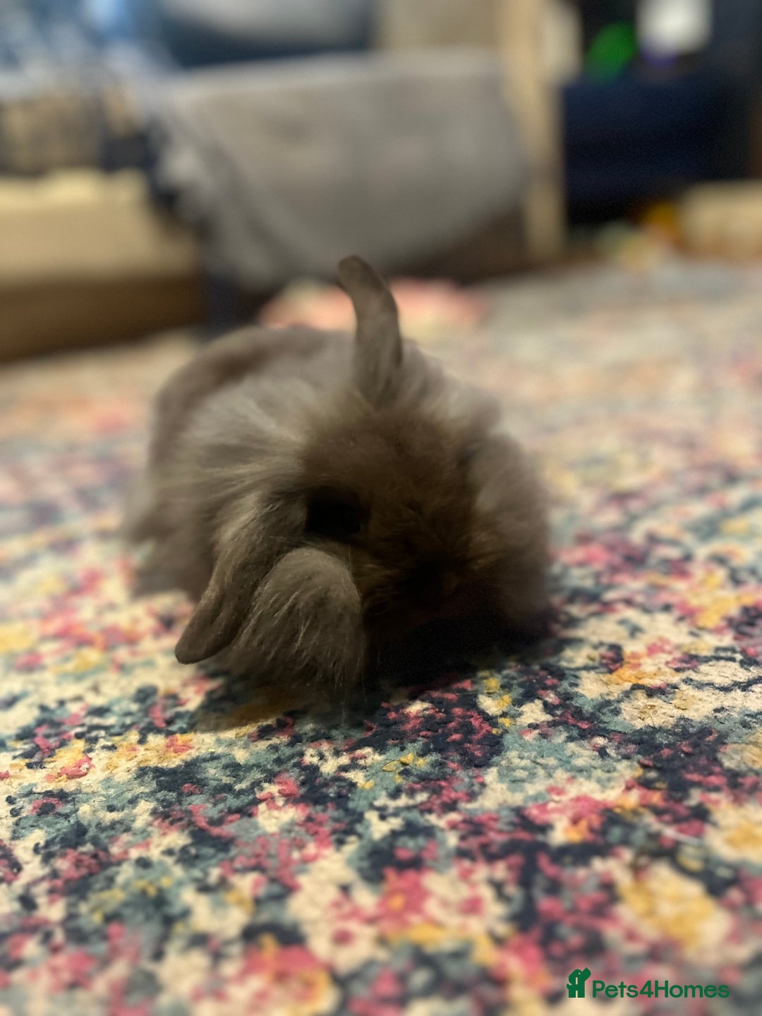 Mini Lion Lop rabbits for sale: One chocolate boy left! - Advert 7