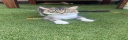 Domestic Shorthair cats for adoption: Peaches - Adopt Cats in Crisis East Ldn - Advert 11