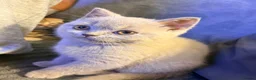 British Shorthair cats for sale:  Scottish fold x British Shorthair kittens  - Advert 7