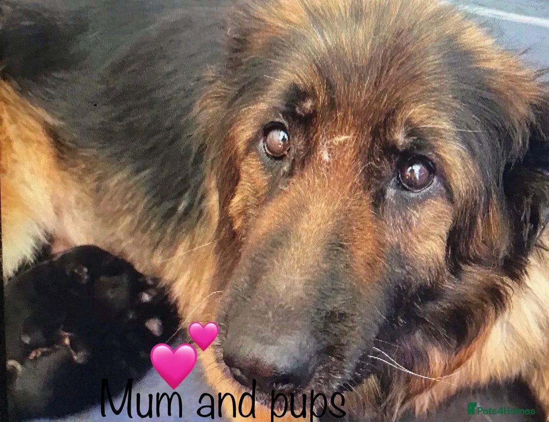 German Shepherd dogs for sale: chunky longhaired GSD pups for sale - Advert 2