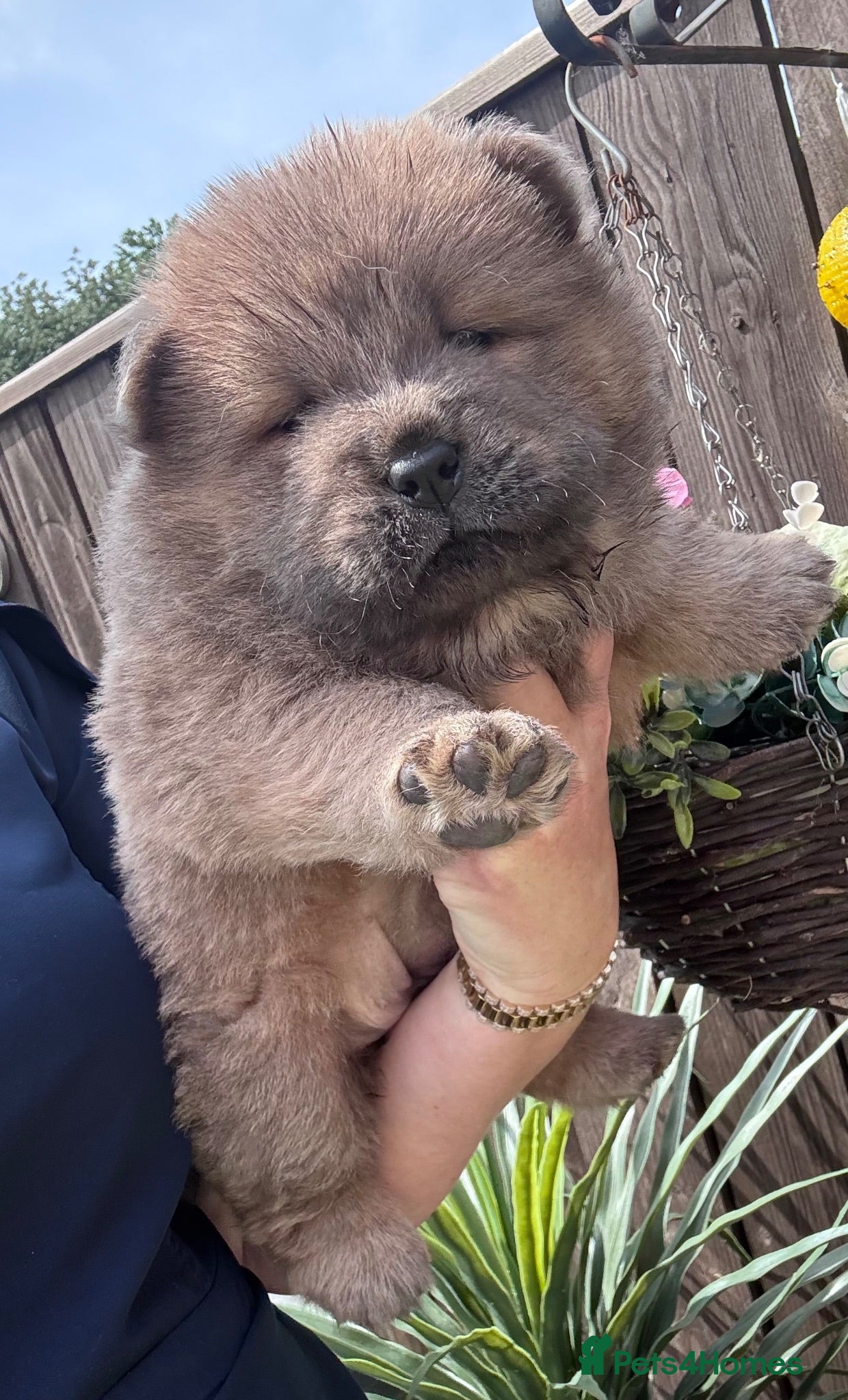 Chow Chow dogs Chow chow puppies - Advert 1