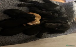 Cocker Spaniel dogs for sale: Working cocker spaniel puppies  - Image 3