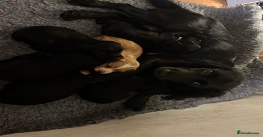 Cocker Spaniel dogs - Advert 8