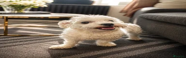 Maltese female pup 