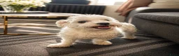 Maltese dogs for sale: Bichon Maltese  in Maidstone - Advert 2