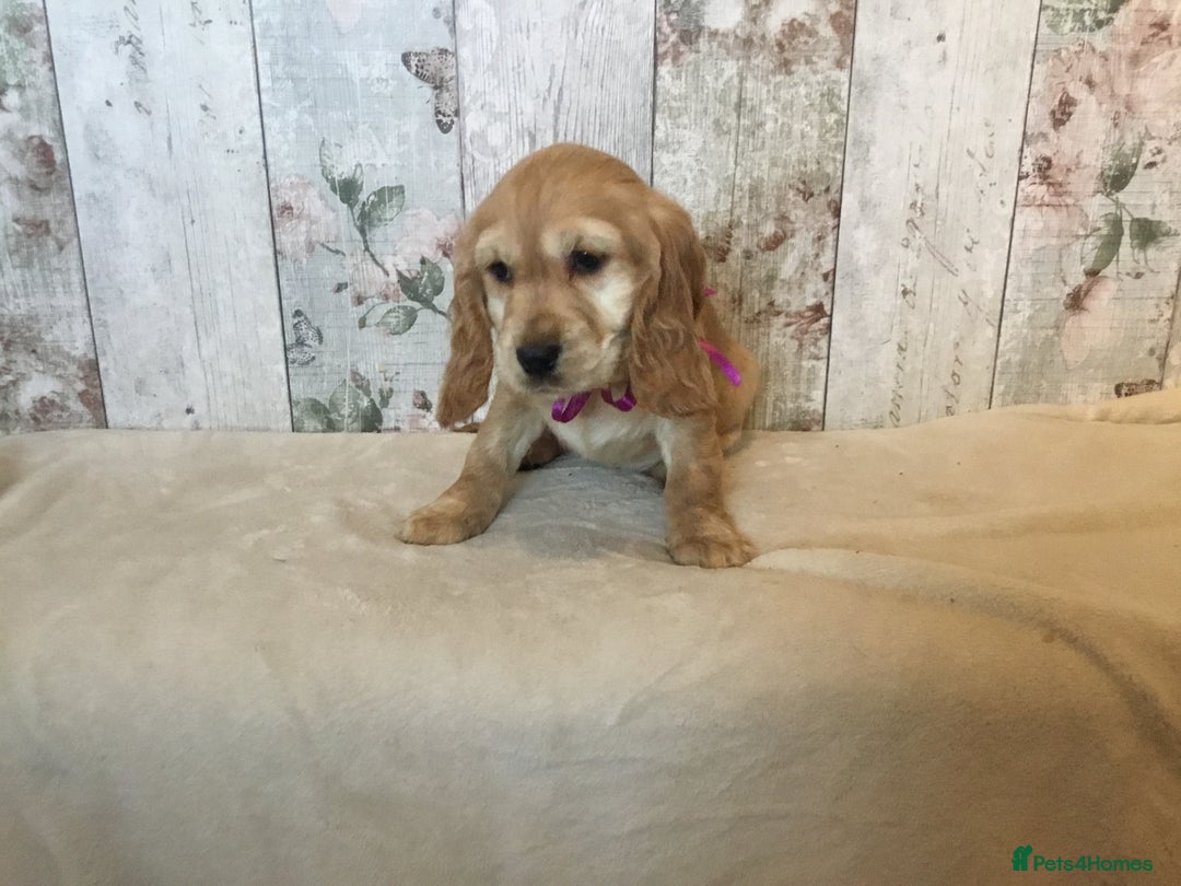 Mixed Breed dogs for sale: Adorable/ Social/Confident Cockalier pups - Advert 14