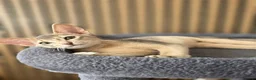 Abyssinian cats for sale: Pure Pedegree Aby kitten - Advert 9