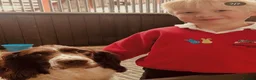 English Springer Spaniel dogs for sale: Beautiful Springer Spaniel Puppies For Sale  - Advert 18