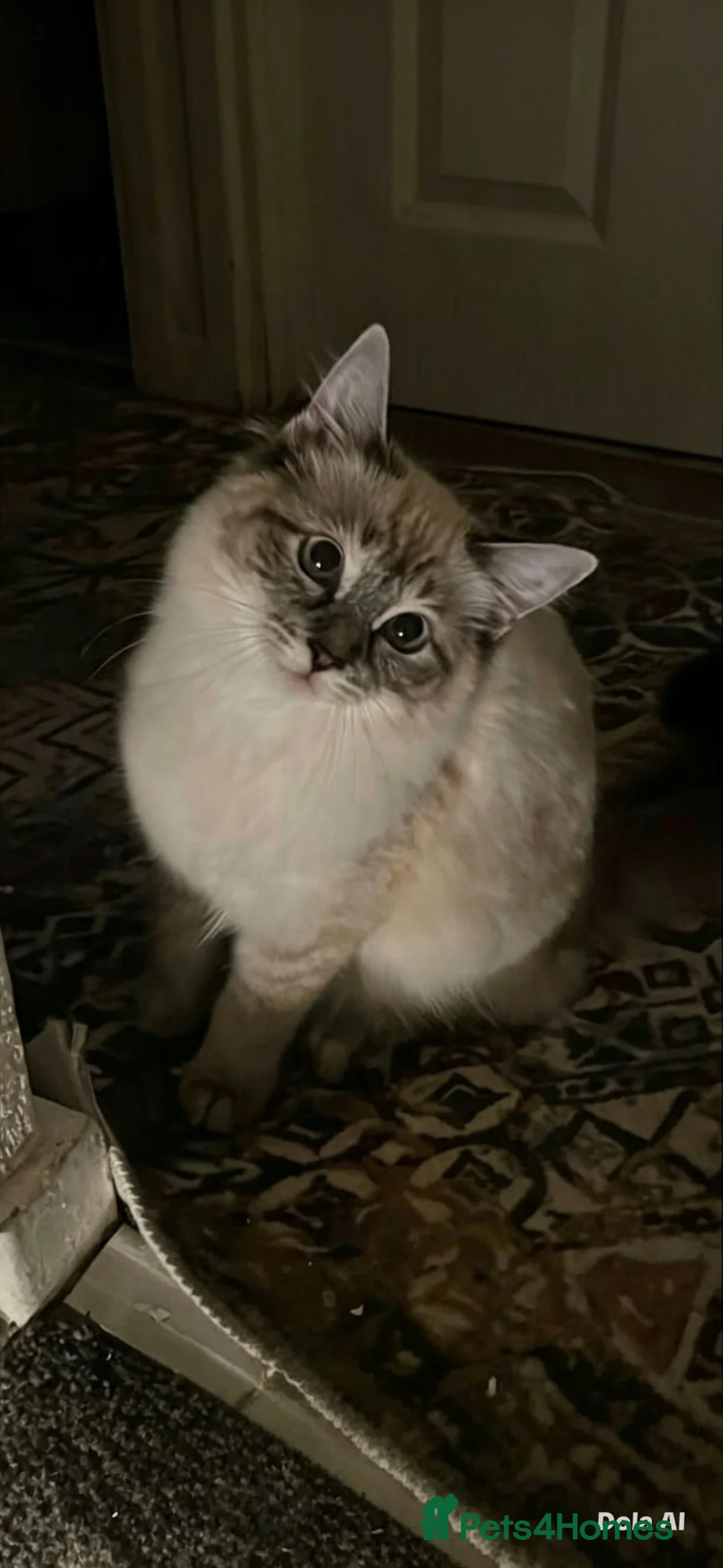 Ragdoll cats for sale: Pure Ragdoll kitten  - Advert 6