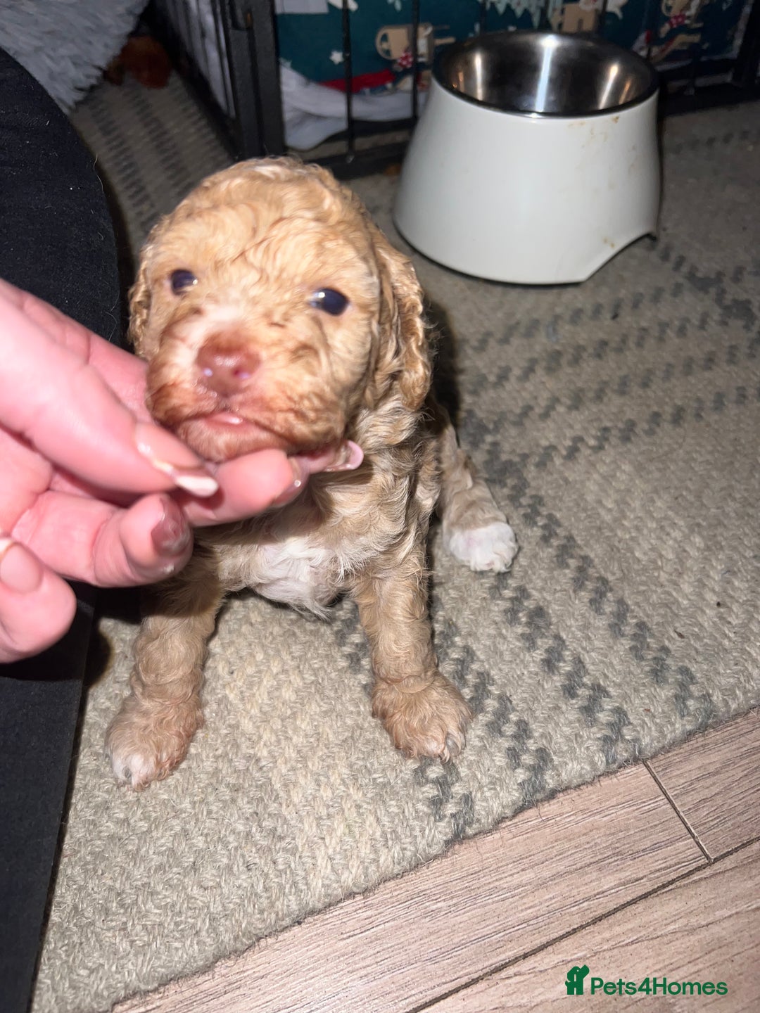 Cockapoo dogs for sale: Cockapoos for sale.  - Advert 15